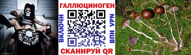 Псилоцибиновые грибы Cubensis  Фатеж 